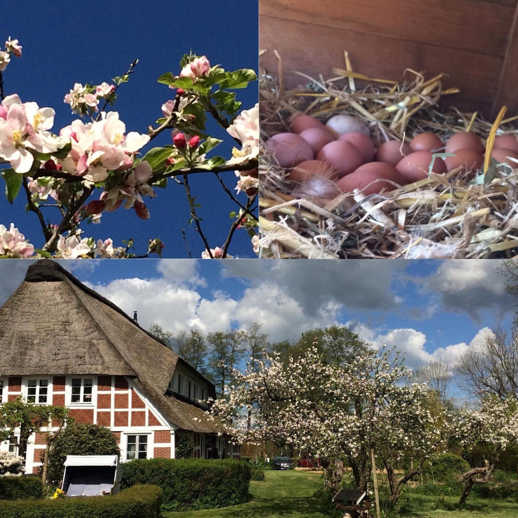 Hemmoor Altes Landhaus Oste, Klavier Appartement, 2 Zimmer Mit Kamin מראה חיצוני תמונה